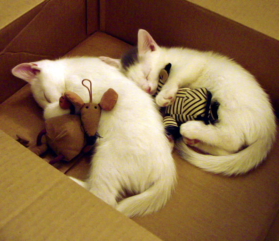 乐鱼体育下载入口-“短柄墙球：高新区全民健身馆赛场，战术布局与精准出击的完美结合”