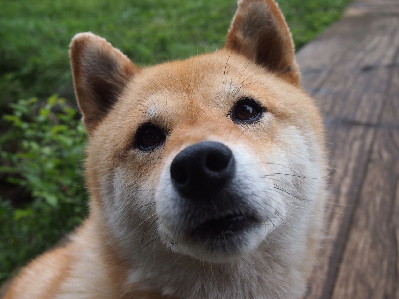 乐鱼体育app网址-“飞盘赛事：成都三叉湖赛场上空中对抗高潮迭起”