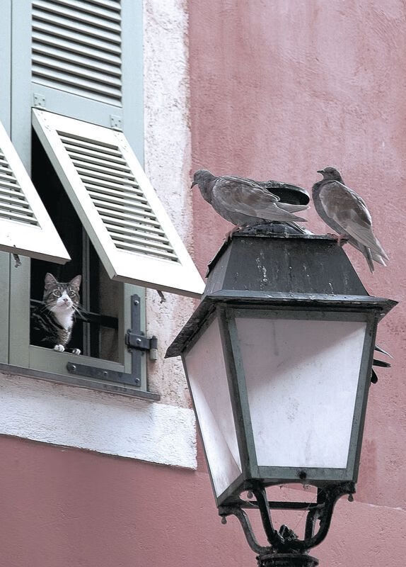 乐鱼体育app官方入口-划桨迎风，湖上健儿竞风流，三国志战略版试炼极难攻略