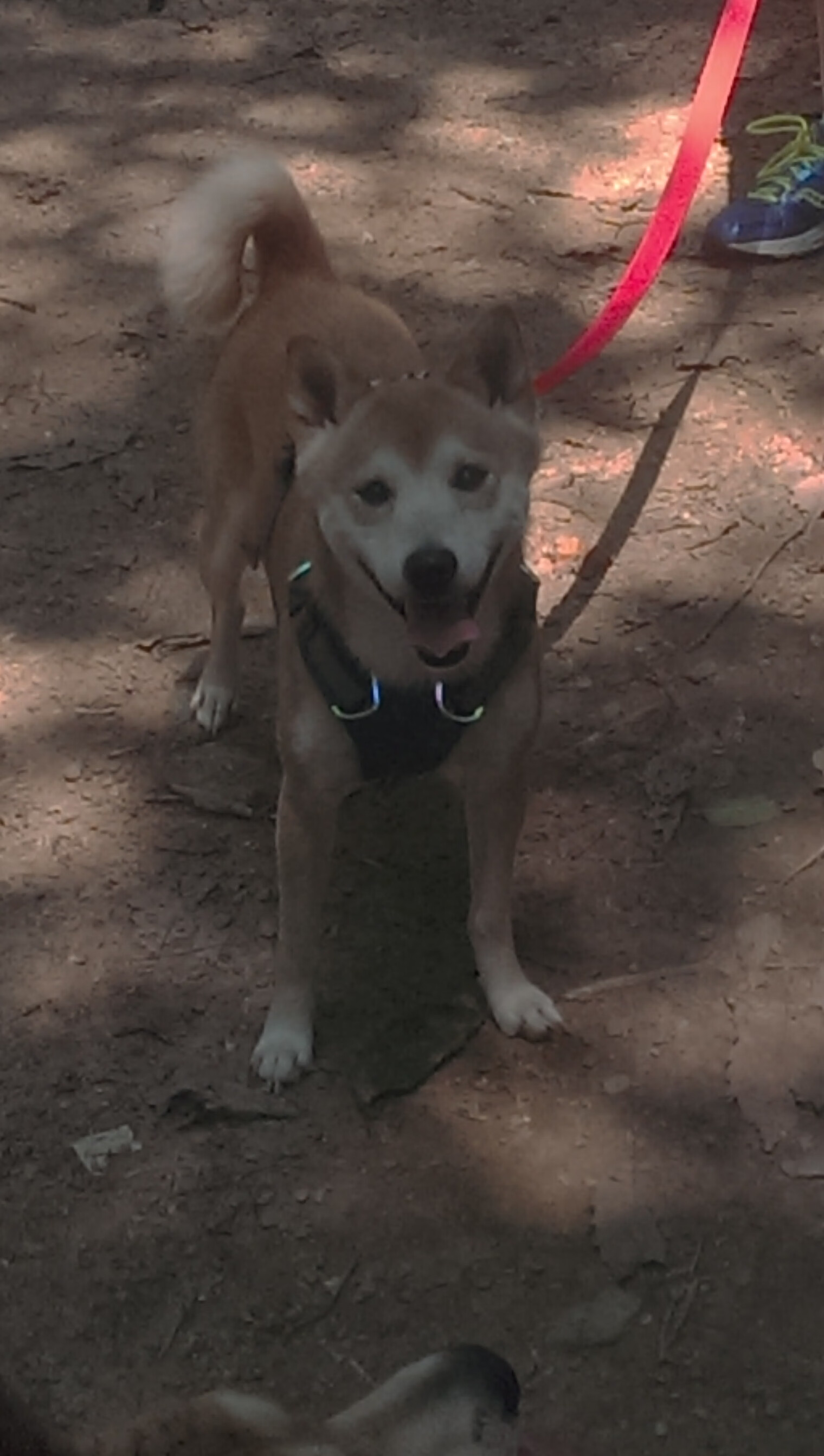 乐鱼体育app官网入口-奥预赛国家队惨败 球迷期待改革方案，奥预赛出线规则