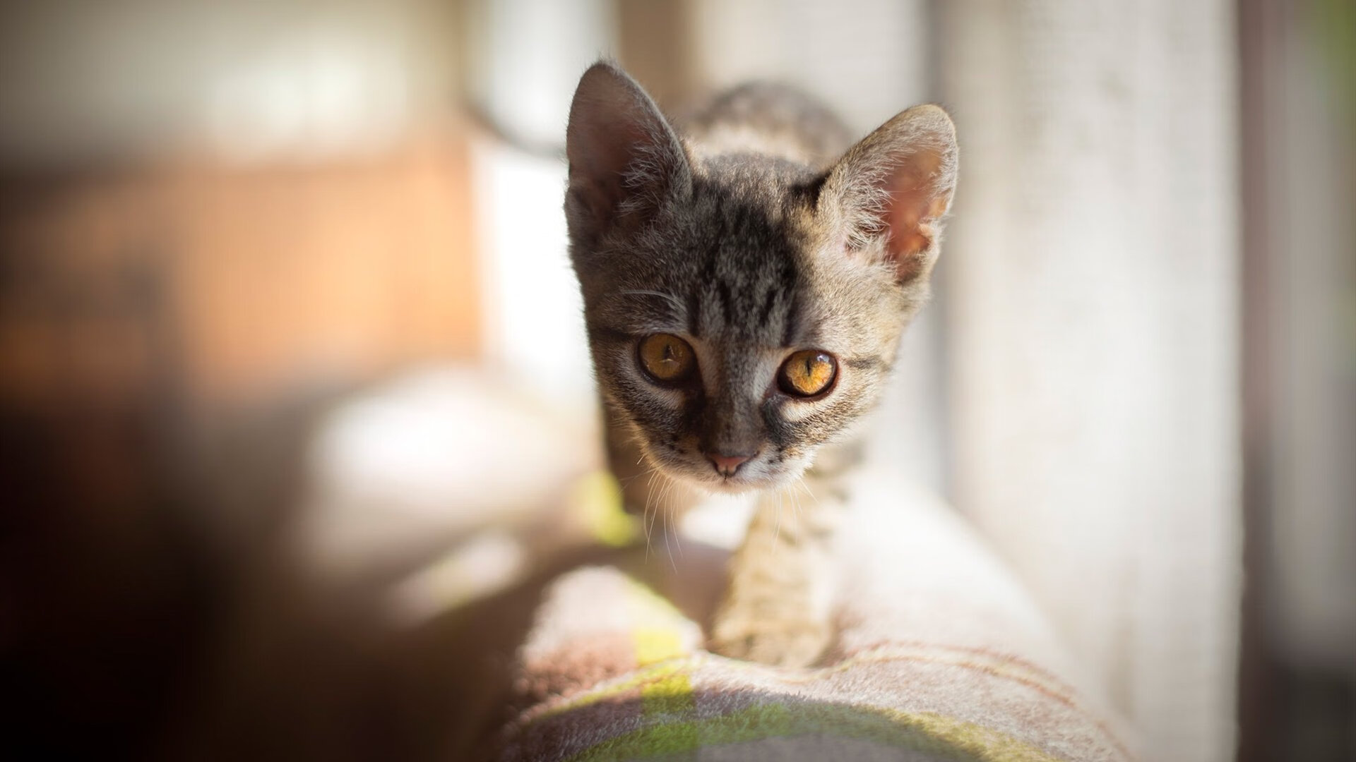 乐鱼体育下载app官网-女排风采朱婷回归引爆球迷期待，女排主攻手朱婷近况