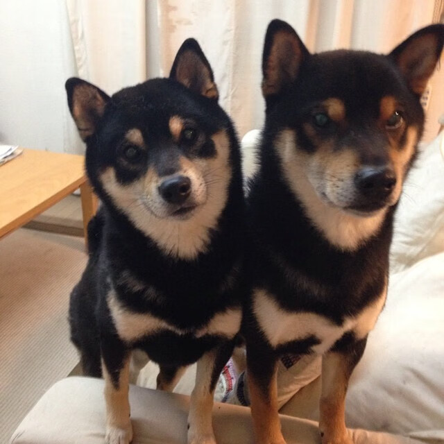 乐鱼app下载-山西龙狮抢下关键前场篮板锁定胜局，山西龙晋最近比赛