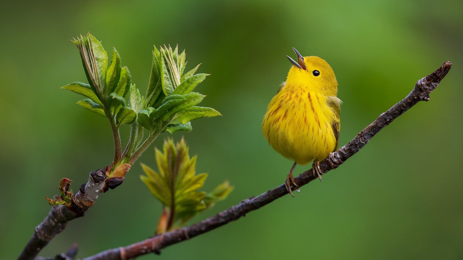 乐鱼体育网址入口-控场与爆发谁更适合现代控卫角色，控场技能