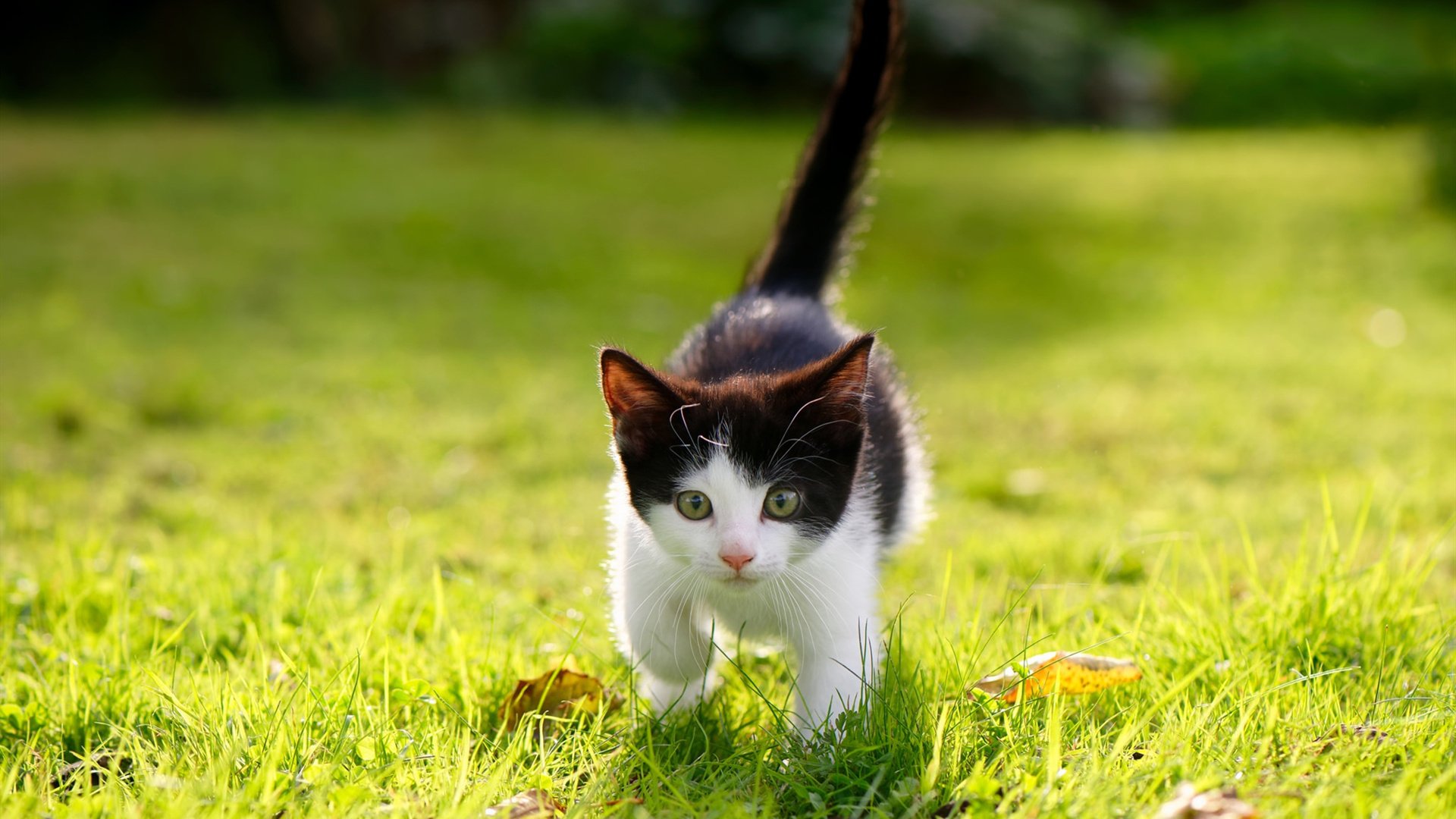 乐鱼体育app网址-美国队国际乒联混合团体世界杯赛场亮眼表现点评，美国乒乓球队百度百科