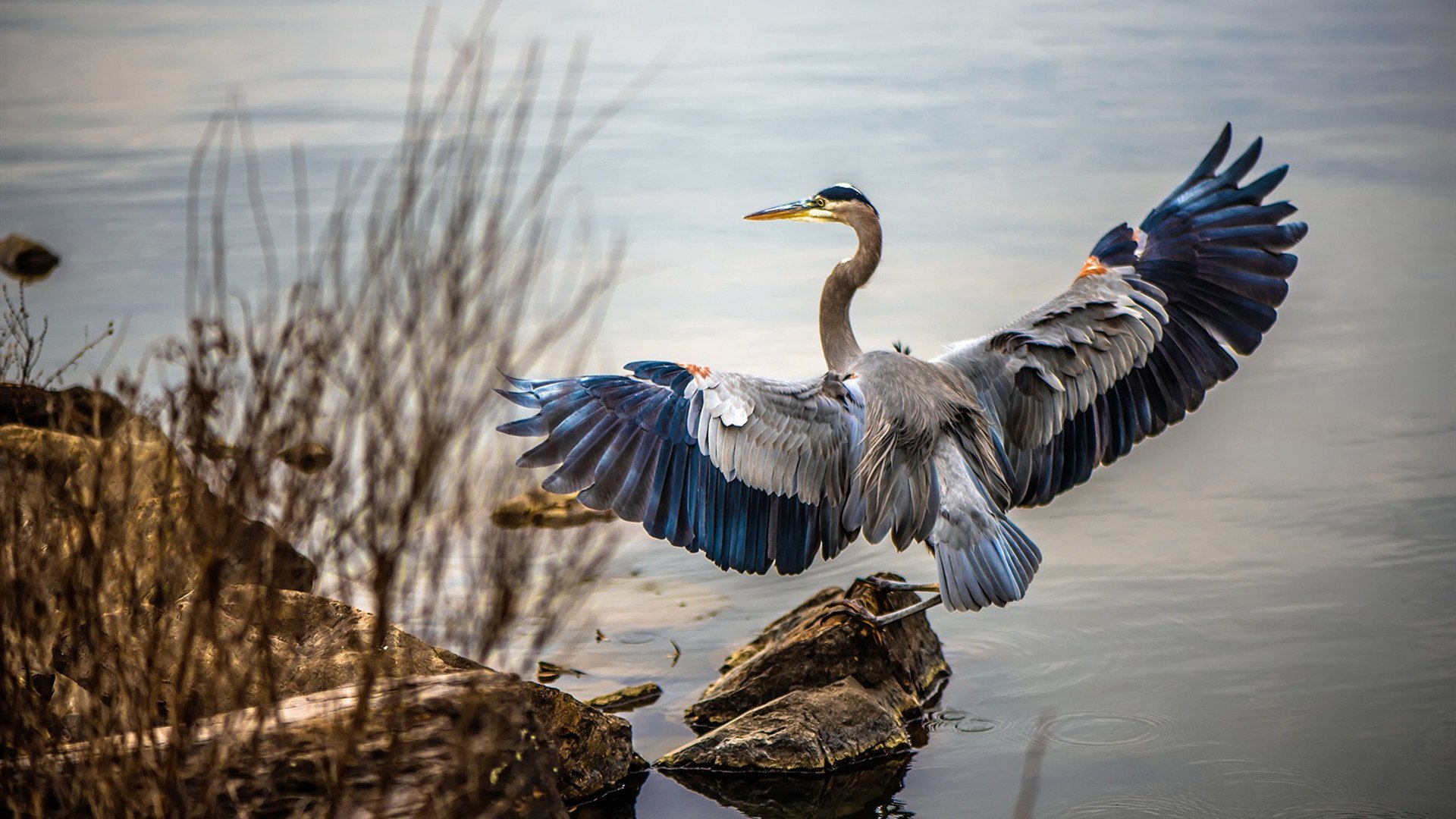 乐鱼体育直播在线-“南非羚羊队的秘密武器：诺克·达维德·彼得森的爆发”