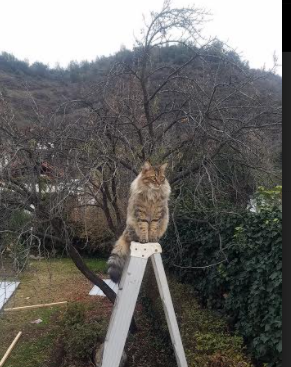 乐鱼体育网址入口-中国足球职业联赛球员体能训练科学管理,中国足协体能测试标准