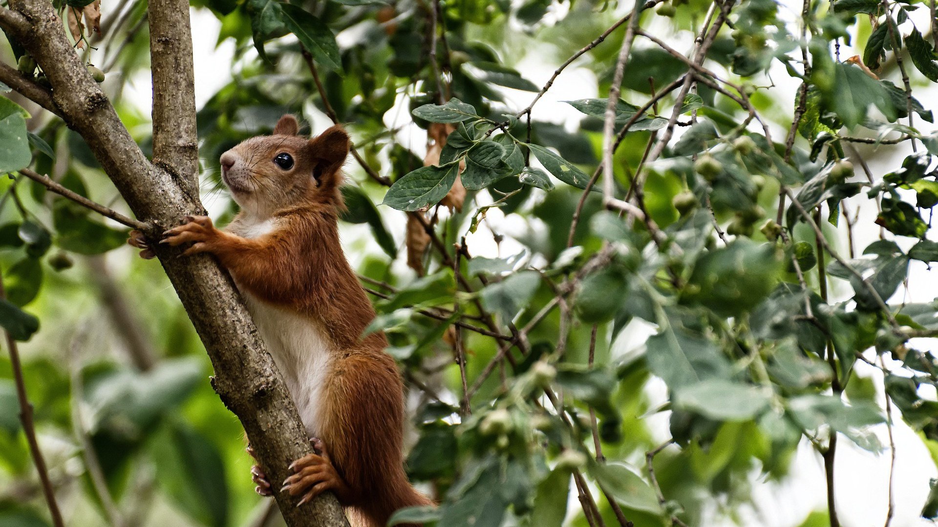 乐鱼体育app官网-中国足球联赛裁判员职业素养提升计划，中国足球裁判员怎么考