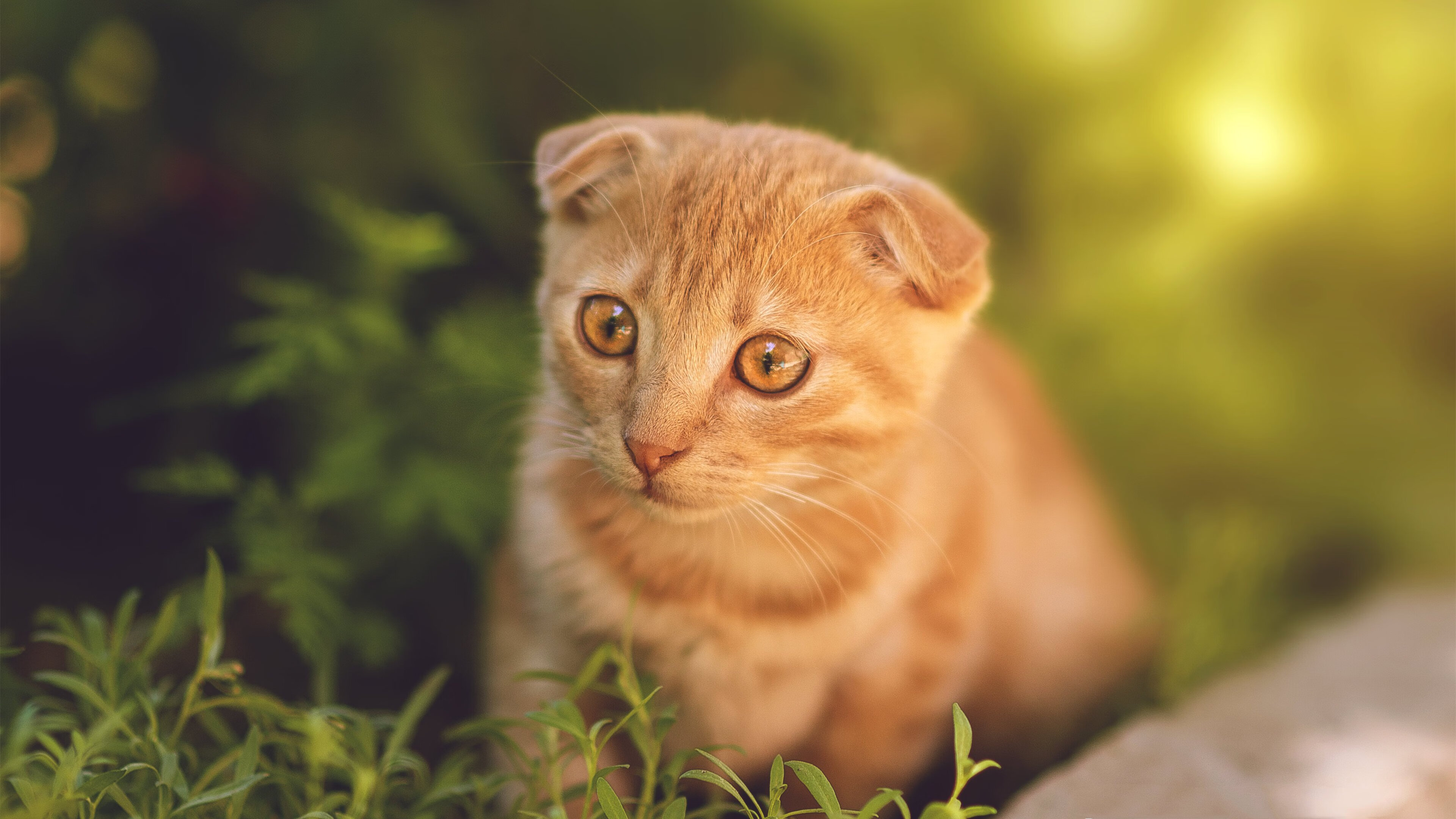 乐鱼体育下载入口-体育心理学助力运动员表现提升,运动员心理能力