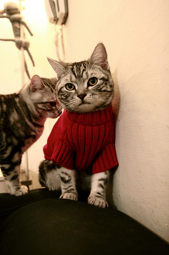 乐鱼体育官网-俱乐部发展篮球电竞项目吸引年轻粉丝拓展影响圈层，电竞俱乐部项目简介