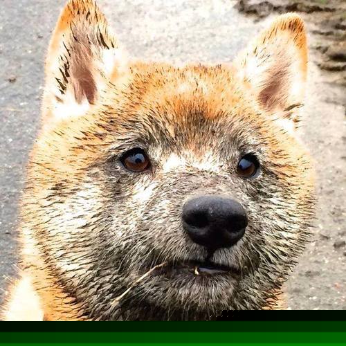 乐鱼体育官网网址-卡西尔·鲁索与麦迪逊·基尼跳板配合无懈可击,卡鲁索nba