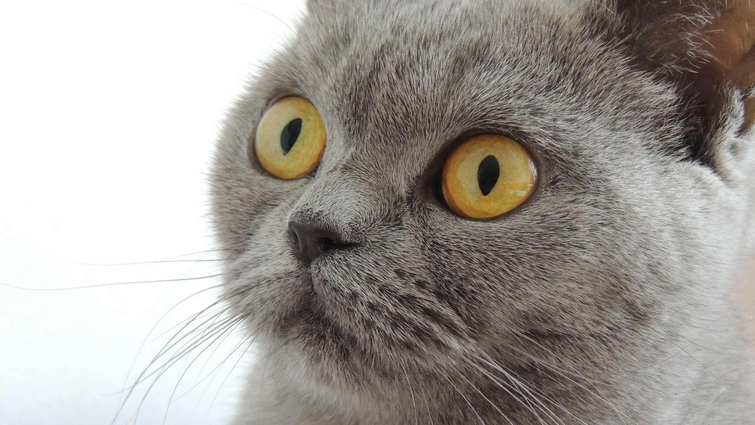 乐鱼体育官网网址-卡西尔·鲁索与麦迪逊·基尼跳板配合无懈可击,卡鲁索nba