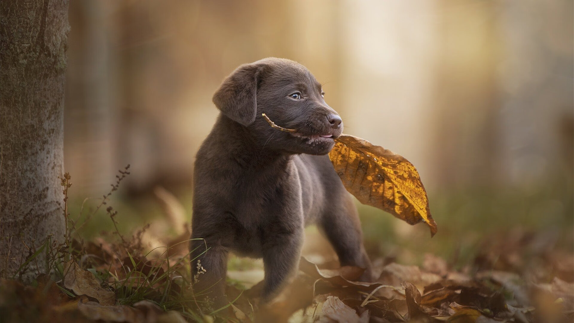 乐鱼体育官网登录-意甲在全球市场的推广活动,意甲在全球市场的推广活动有哪些