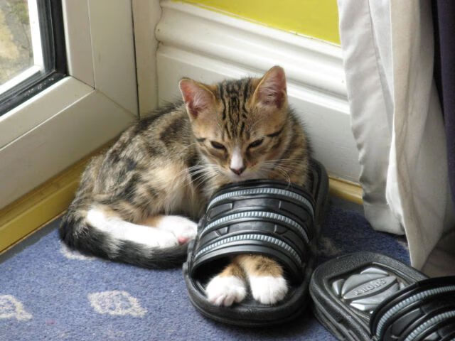 乐鱼体育入口-智能穿戴设备助力青少年运动健康,推动体育科技创新,智能穿戴设备方案