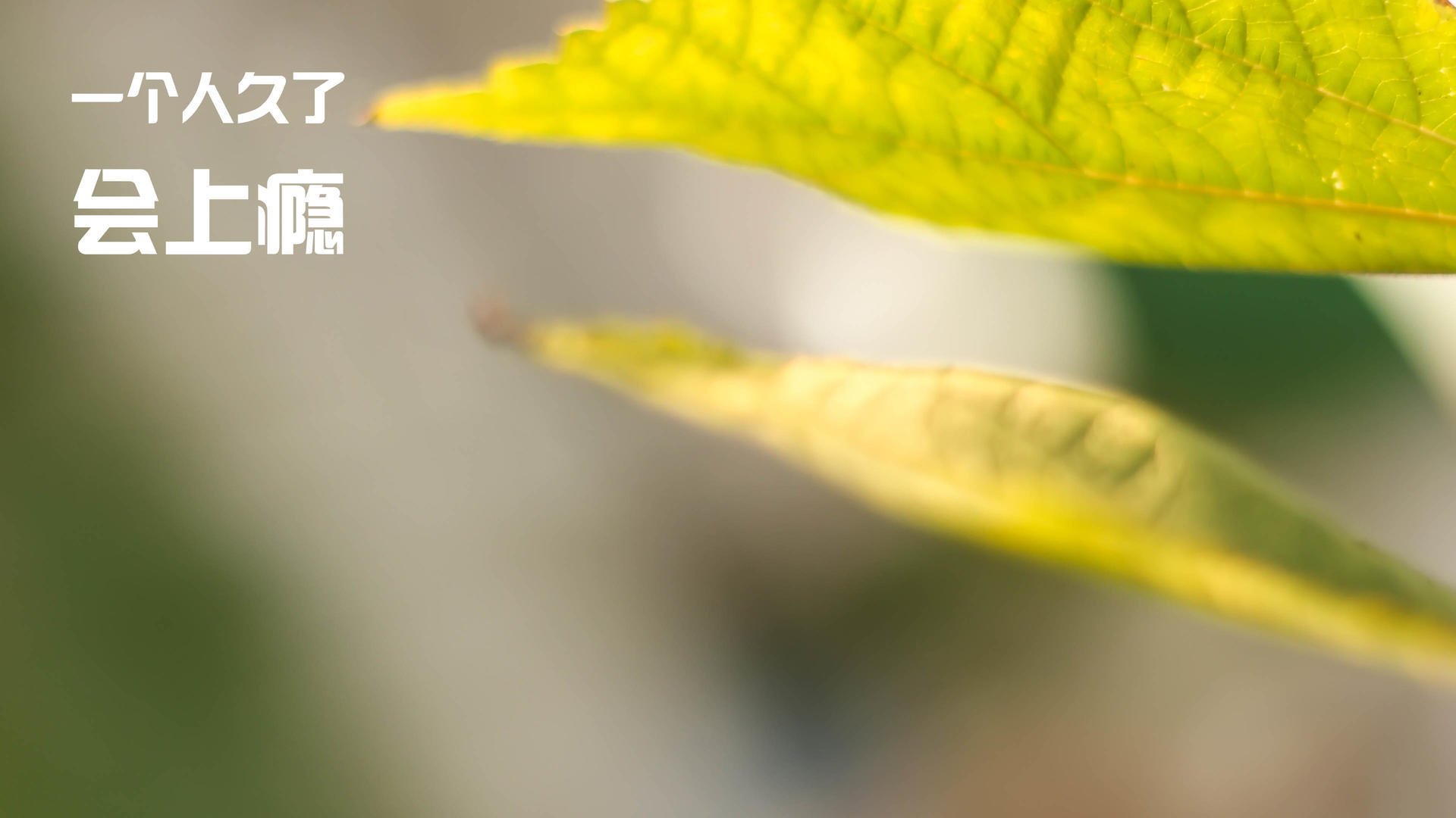 乐鱼体育 vip注册-李娜直播中解答球迷关于职业规划问题,李娜为自己打球