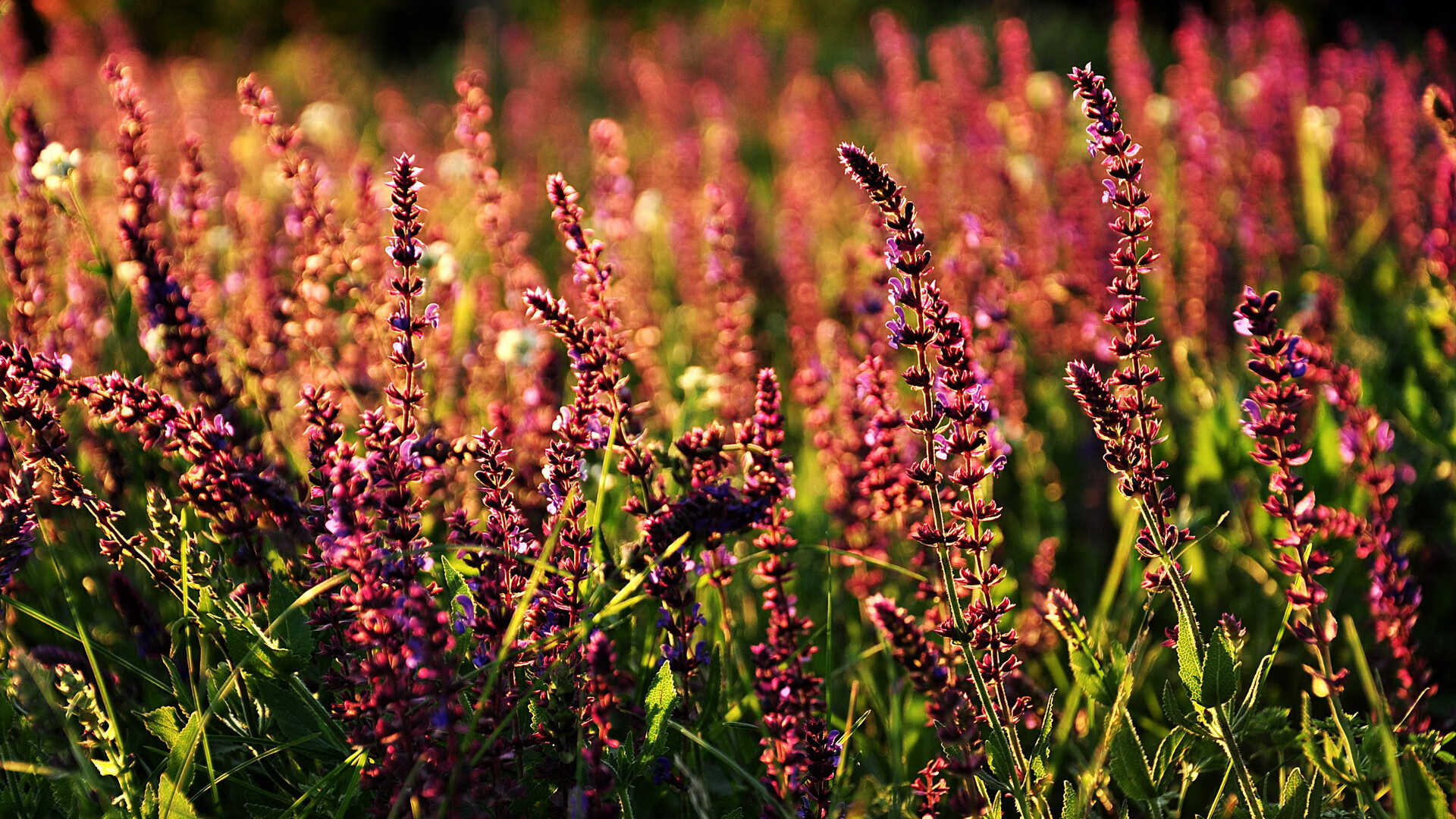 乐鱼体育app入口-欧洲杯半决赛:绝杀进球点燃全场狂欢,欧洲杯半决赛赛程对阵表