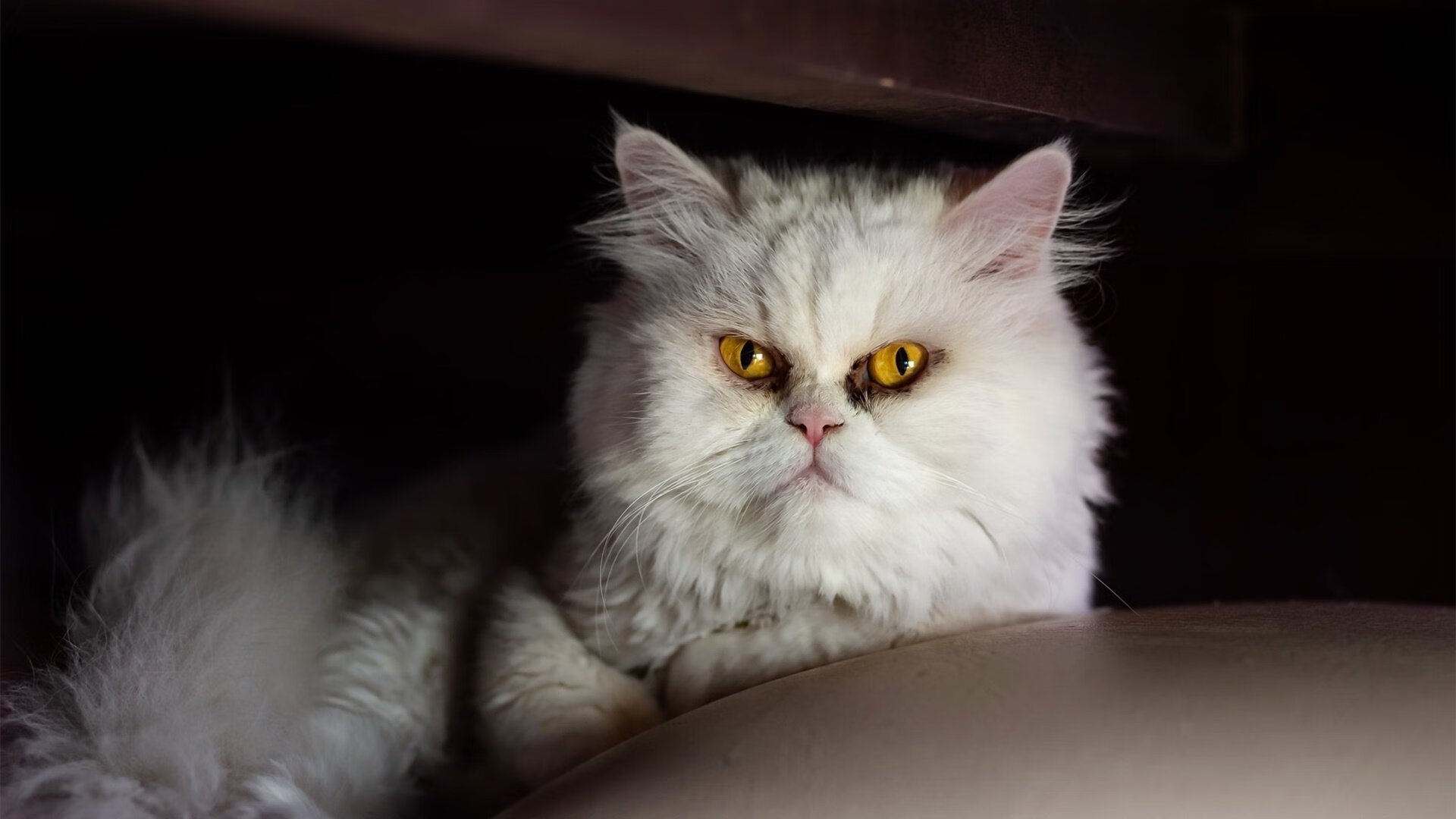 乐鱼体育官网登录-水球反击迅速瑞士掌控比赛，水球战术