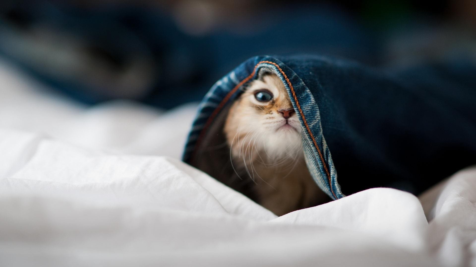 乐鱼官网-荷兰队迎来新主帅,战术全面革新 第2张 乐鱼官网-荷兰队迎来新主帅,战术全面革新 第2张