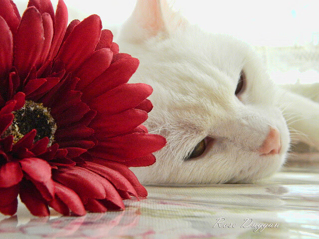 乐鱼体育app官网-足球比赛技战术分析案例库开放使用，足球比赛战术分析app